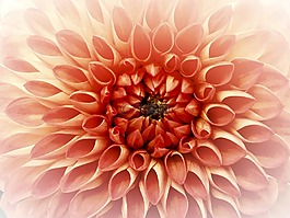 嬌琴紗,花,喜悅