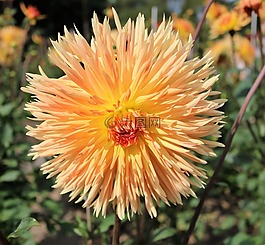 菊花,夏季,krupnyj 計劃