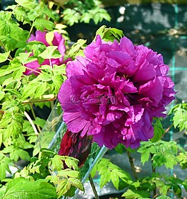 花,牡丹,开花