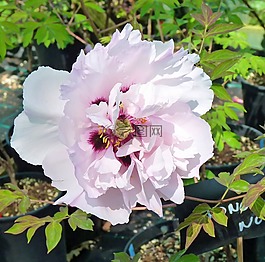 花,牡丹,開花