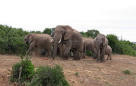 olifanten,南afrika,公園