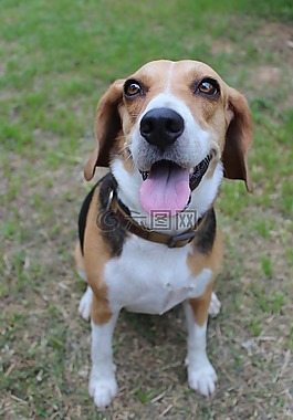 動物,狗,寵物