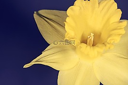 水仙,花,開花