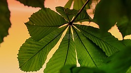 板栗,葉子,科