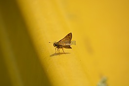 蛾,昆蟲,自然