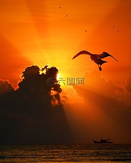 海,鳥,日落