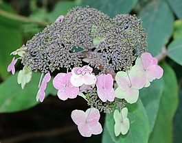 繡球花帶刺,花園,百科全書