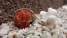 性質(zhì),海灘,癌癥