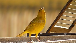 帕吉,麻雀,鳥