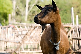 山羊,動物,農(nóng)場
