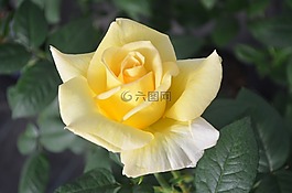 黃玫瑰,玫瑰,園藝