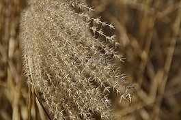 蘆葦,草,關(guān)閉