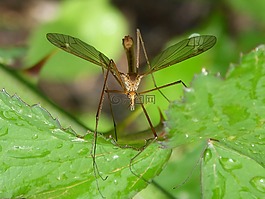 蚊子,詳細(xì),昆蟲(chóng)