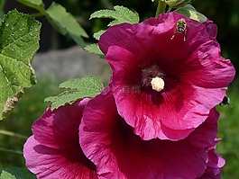 蜜蜂,粉紅色,花