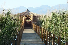 橋,性質(zhì),愛情