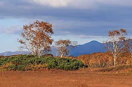 秋季,山,樺木