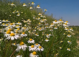 花,原野,自然