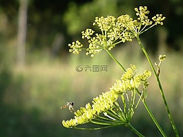中藥,廠,昆蟲