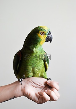 鳥,手,動物