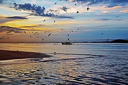 海,鳥,日出