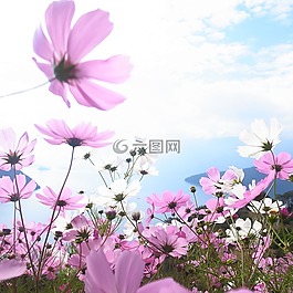 格桑花,風景,小清新