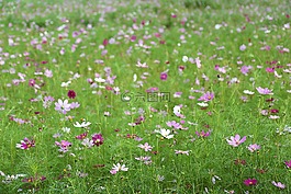 宇宙,秋季,鮮花