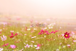 濟州島,濟州,olle 鰓