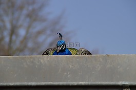鳥,孔雀,男性