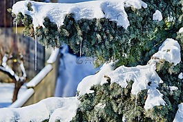 雪,冰柱,針葉樹