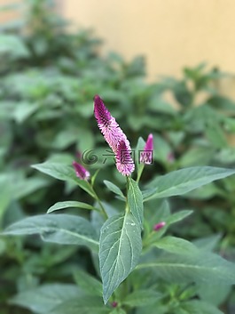 面粉,自然,rainyseason