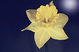 水仙,花,開花