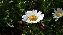春天的花朵,鮮花,大自然
