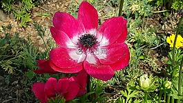 春天的花朵,鮮花,大自然