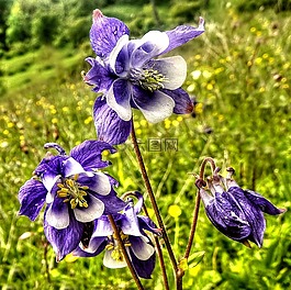 花,蘭花,開花