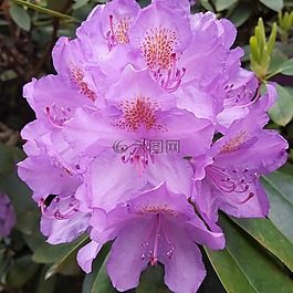 花,夏季,紫