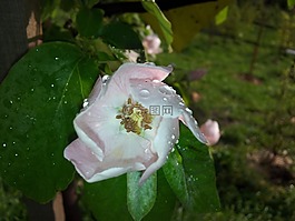 木瓜,花,樹(shù)