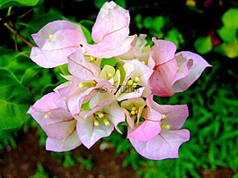 九重葛,雙色,粉紅色