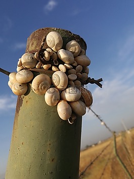 性質(zhì),社區(qū),干旱