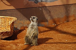 獴,動物園,存儲模塊
