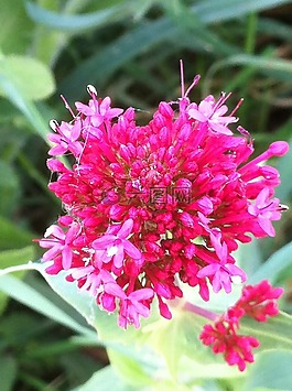 花,粉色,性質(zhì)