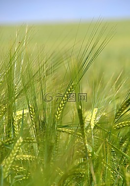 夏季,性質(zhì),景觀