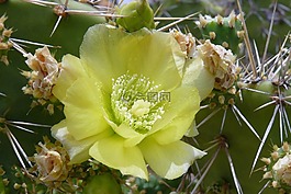 仙人掌,鮮花,黃色