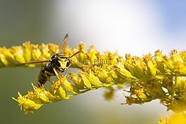黃蜂,夏季,黃色