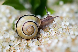 蜗牛,壳,鲜花