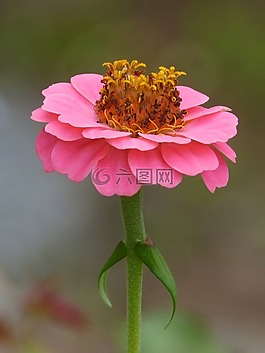 花,zinia,粉色
