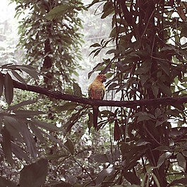 新加坡,鳥,鸚鵡