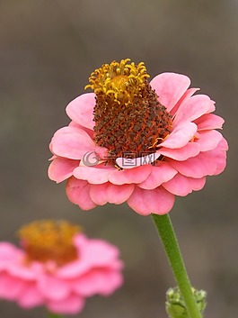 花,zinia,粉色