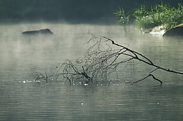 陽光,反映,w