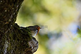 鳥(niǎo),性質(zhì),動(dòng)物區(qū)系