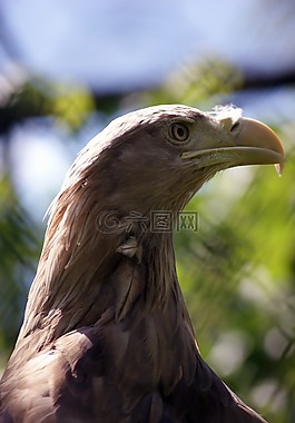 鷹,鳥,威嚴(yán)